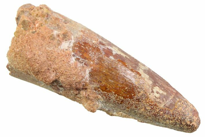 Fossil Spinosaurus Tooth - Real Dinosaur Tooth #352391